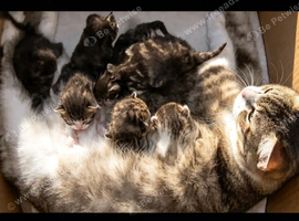 Fluffy Siberian kittens