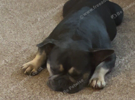 Male french bulldog
