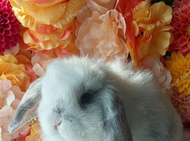 mini lops