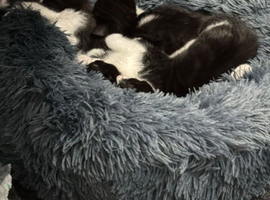 kittens for sale