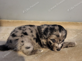 Siberian cocker puppies for sale