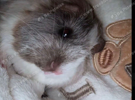 2 female guinea pigs