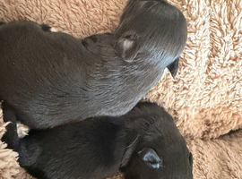 Small long coat chihuahua puppies