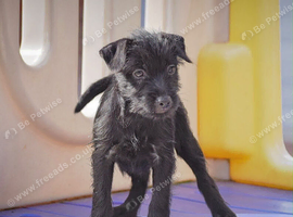 READY NOW!!! Adorable Patterdale terrier puppies