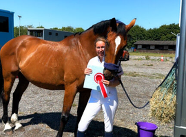 17.2 14year ISH x KWPN beautiful bay mare - SOLD FROM FIELD