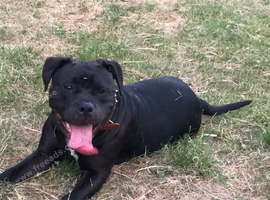 Staffordshire Bull Terrier Bradford