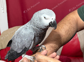 African grey parrot Glasgow