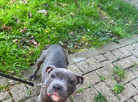 4month old puppy girl blue staffy