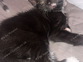 Black and white female