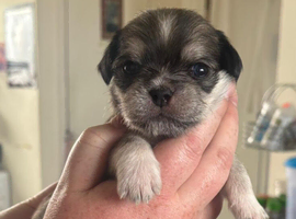 Pug cross puppies looking for forever homes