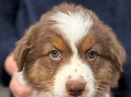 Beautiful pedigree Australian shepherd puppies
