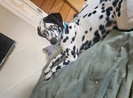 Beautiful 8-Month-Old Female Dalmatian Looking for a Loving Home