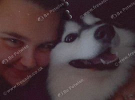 Pomsky girl for sale