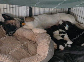 KC Registered American Akita Puppies
