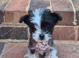 Three month old hairless chinese crested.