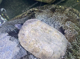 Musk turtles