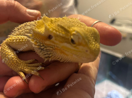 Lumpy needs a loving home