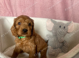 F1 cockapoo