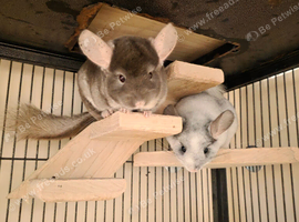 3 lovely chatty chinchillas