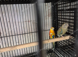 Alsort cage n avairy birds
