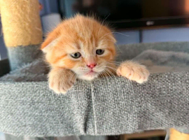 3 X Scottish Fold Kittens,2 Fold Boys & 1 Straight Girl