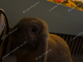 Rabbit for sale