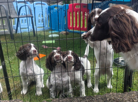 Kc springer spaniel