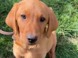 BEAUTIFUL LABRADOR PUPPY FOR SALE!