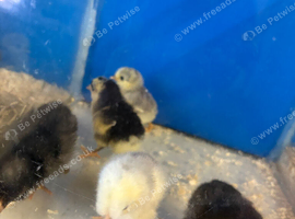 Trios and a spare hen