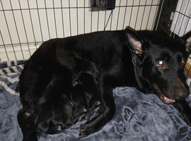 Shepweiler pups