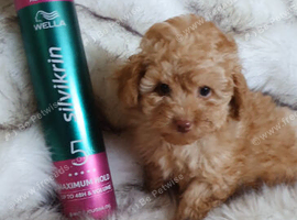 KC registered Toy Poodle puppies ready now