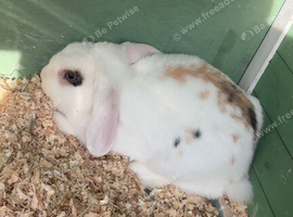 Mini lop