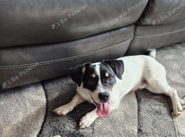 6 month old jack russel