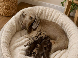6 beautiful miniature dachshund puppies