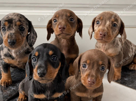 KC Registered Miniature Dachshund