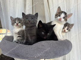 5 Little Kittens Looking for Their Forever Homes