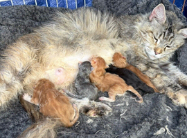 1 Stunning classic tabbie pedigree Mainecoon