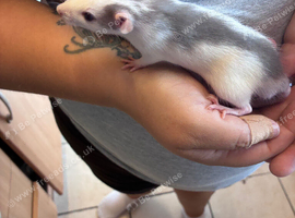 13 week old female rats