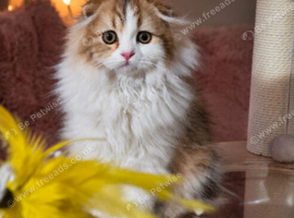 Scottish fold longhair boys