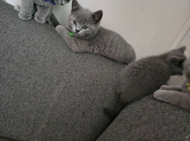 Beautiful ragdoll kittens