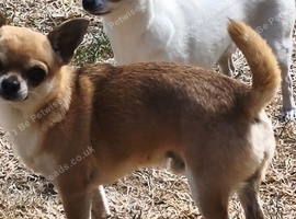 Chihuahua smooth coat 2year old pedigree