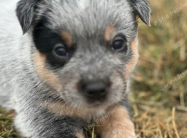 Stunning pure Australian Cattle dogs