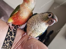 Adorable fully hand reared baby conures