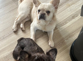 Full visible fluffy frenchie pair REDUCED