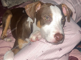 America bully crossed with a collie