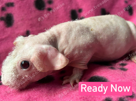 Skinny Pig Sows