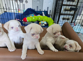 Beautiful Pink Pug puppies for sale