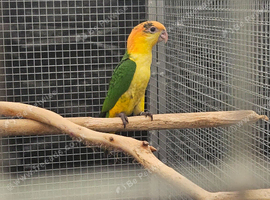 Yellow thighed caique