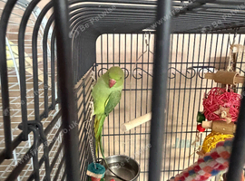 Indian ring necks for sale