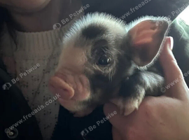 Mini Piglets! Bred to Stay Small!